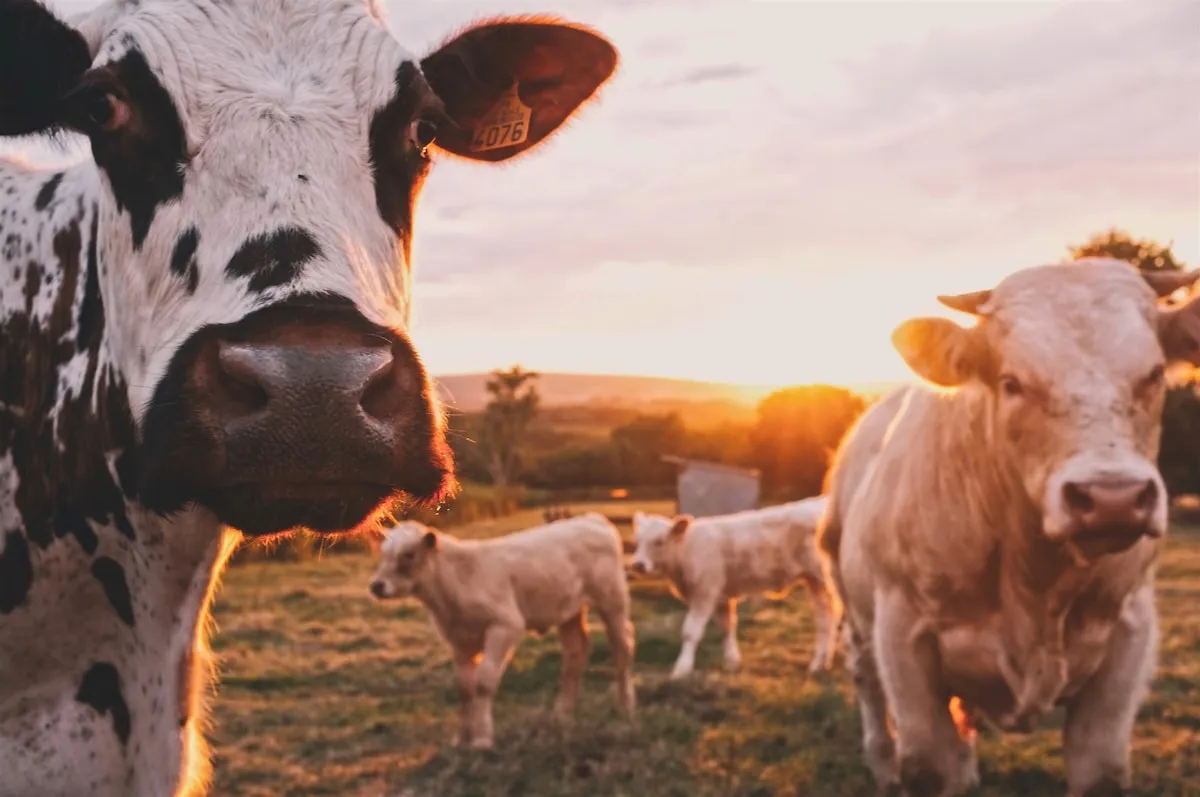 AdBlue tracteur : consommation, pannes fréquentes et entretien SCR